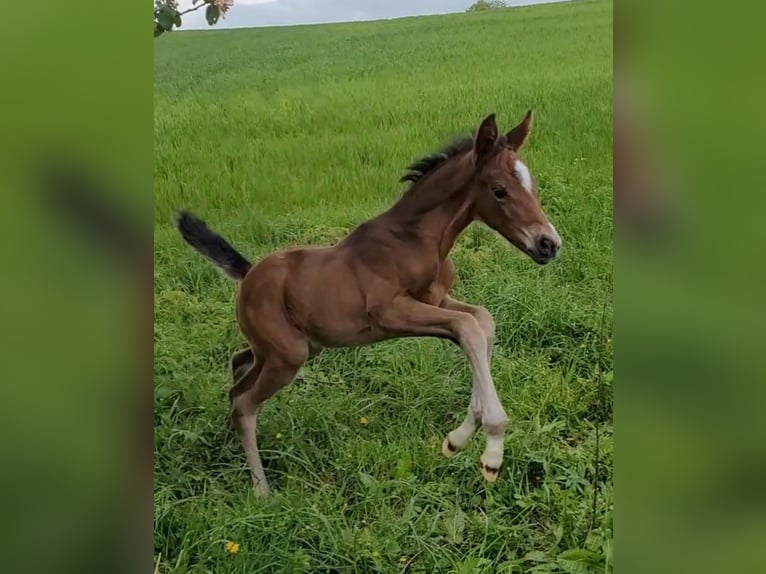 Inne konie gorącokrwiste Klacz 2 lat 165 cm Gniada in Haigerloch