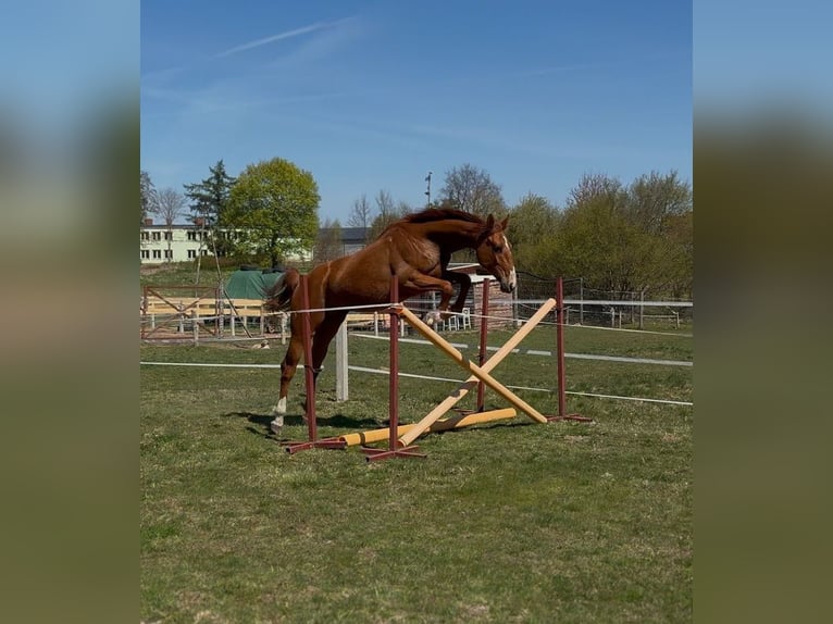 Inne konie gorącokrwiste Klacz 2 lat 170 cm  in Podwilcze