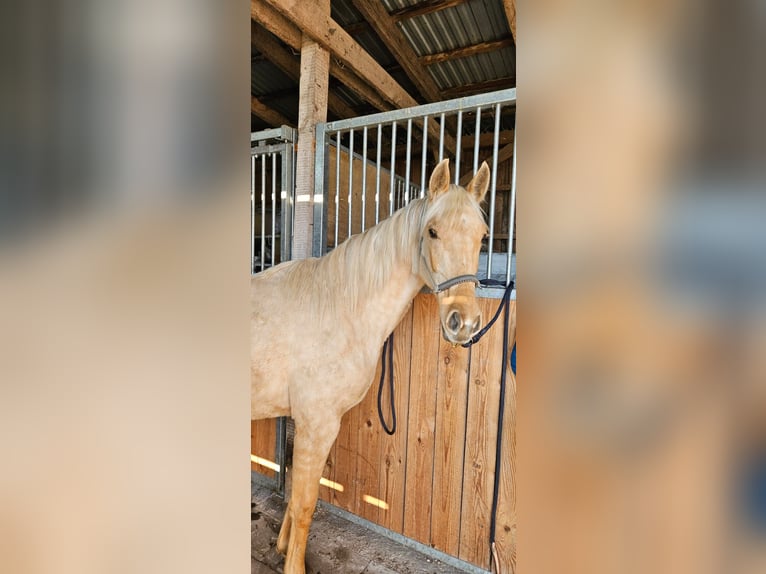 Inne konie gorącokrwiste Klacz 2 lat Izabelowata in Witnica