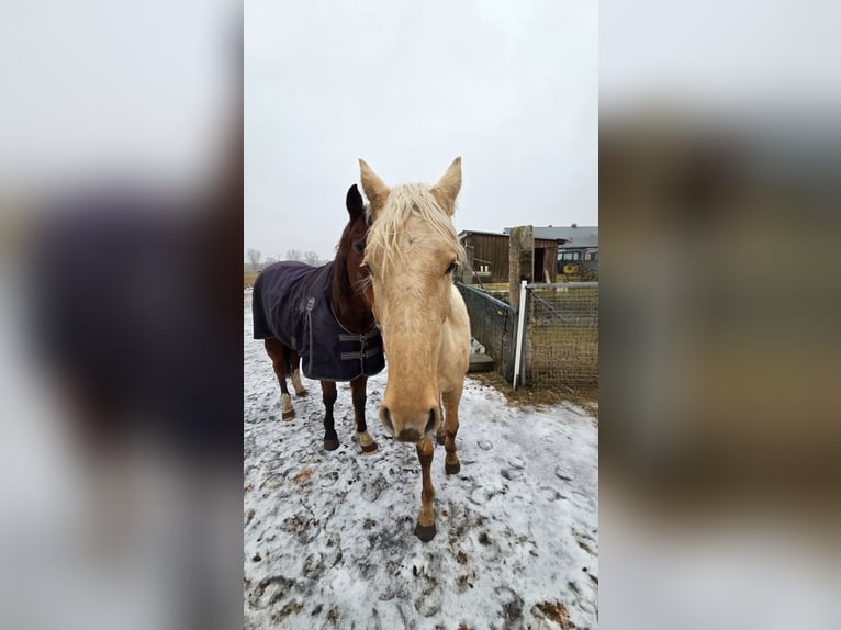 Inne konie gorącokrwiste Klacz 2 lat Izabelowata in Witnica
