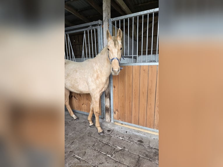 Inne konie gorącokrwiste Klacz 2 lat Izabelowata in Witnica