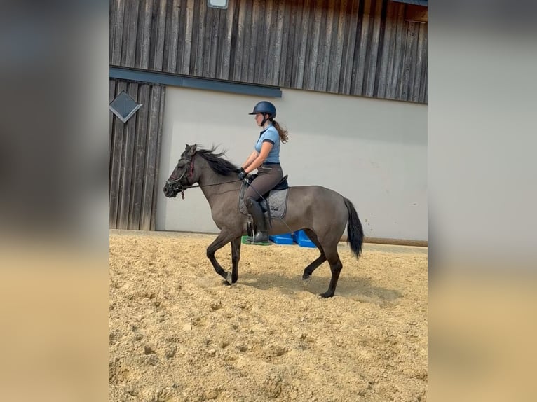Inne konie gorącokrwiste Klacz 3 lat 138 cm  in Daleiden