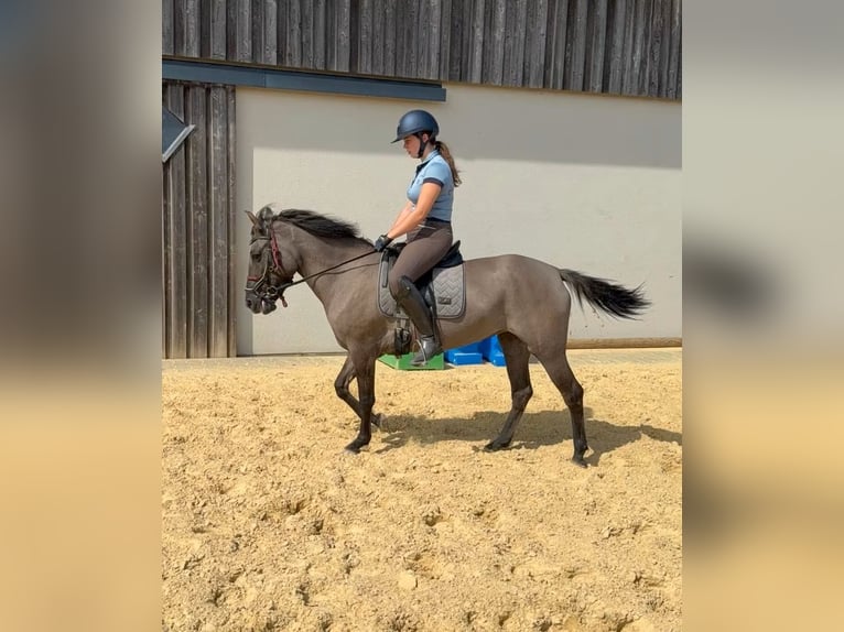 Inne konie gorącokrwiste Klacz 3 lat 138 cm  in Daleiden