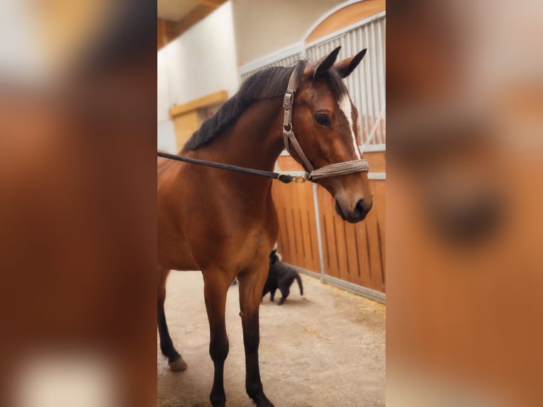 Inne konie gorącokrwiste Klacz 3 lat 148 cm Gniada in Schladming