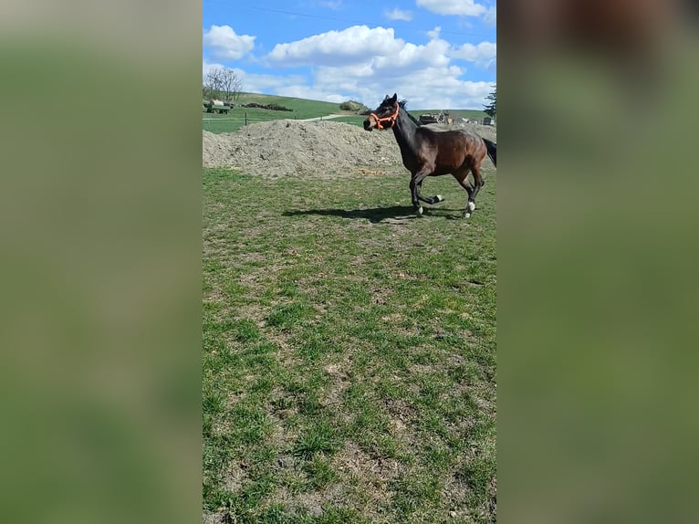 Inne konie gorącokrwiste Mix Klacz 3 lat 152 cm Gniada in Schrattenberg