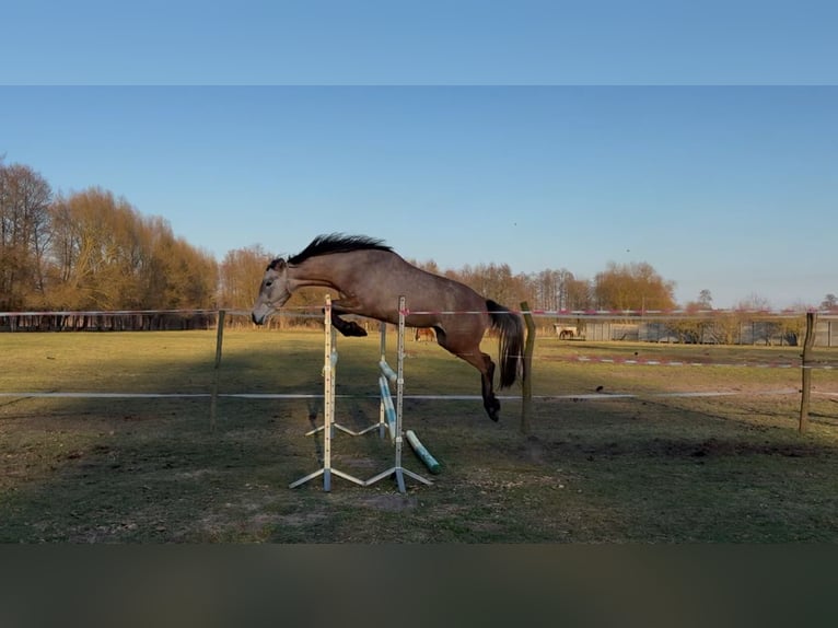 Inne konie gorącokrwiste Mix Klacz 3 lat 153 cm Siwa in Witnica