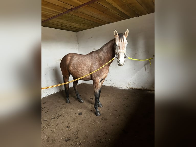 Inne konie gorącokrwiste Mix Klacz 3 lat 153 cm Siwa in Witnica