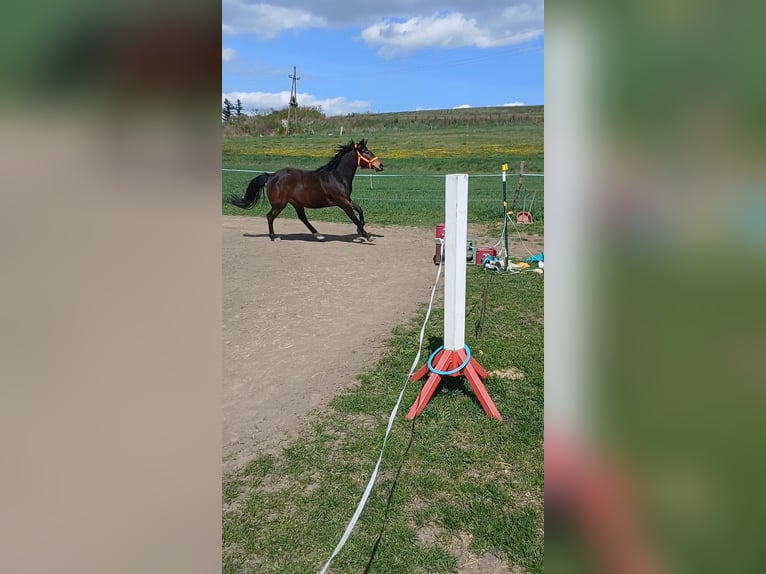 Inne konie gorącokrwiste Mix Klacz 3 lat 155 cm Gniada in Schrattenberg