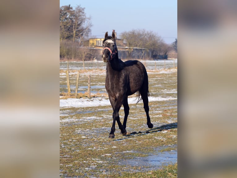 Inne konie gorącokrwiste Klacz 3 lat 155 cm Stalowosiwy in SkibinRa