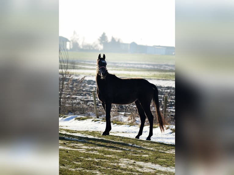 Inne konie gorącokrwiste Klacz 3 lat 155 cm Stalowosiwy in SkibinRa