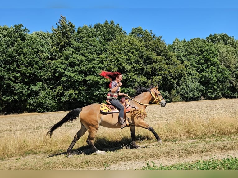 Inne konie gorącokrwiste Klacz 3 lat 158 cm Gniada in Linkenbach