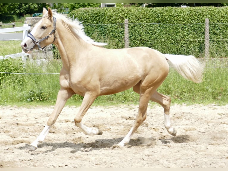 Inne konie gorącokrwiste Klacz 3 lat 162 cm Izabelowata in Borgentreich