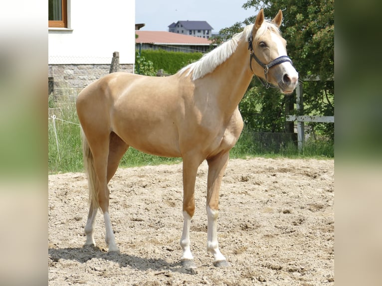 Inne konie gorącokrwiste Klacz 3 lat 162 cm Izabelowata in Borgentreich