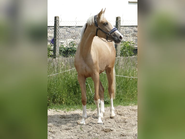 Inne konie gorącokrwiste Klacz 3 lat 162 cm Izabelowata in Borgentreich