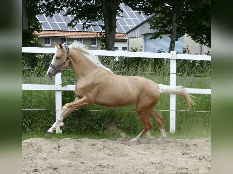 Inne konie gorącokrwiste Klacz 3 lat 162 cm Izabelowata in Borgentreich