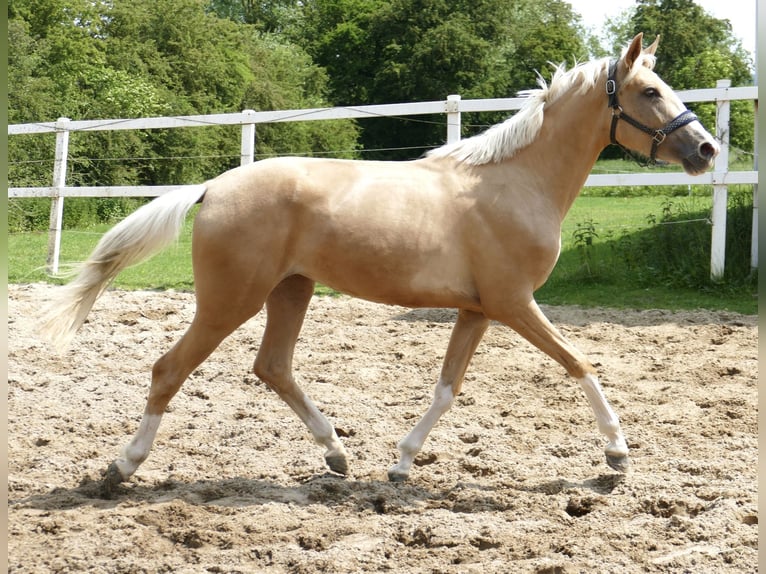 Inne konie gorącokrwiste Klacz 3 lat 162 cm Izabelowata in Borgentreich