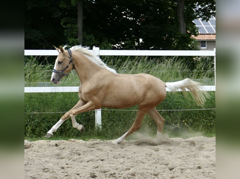 Inne konie gorącokrwiste Klacz 3 lat 162 cm Izabelowata in Borgentreich