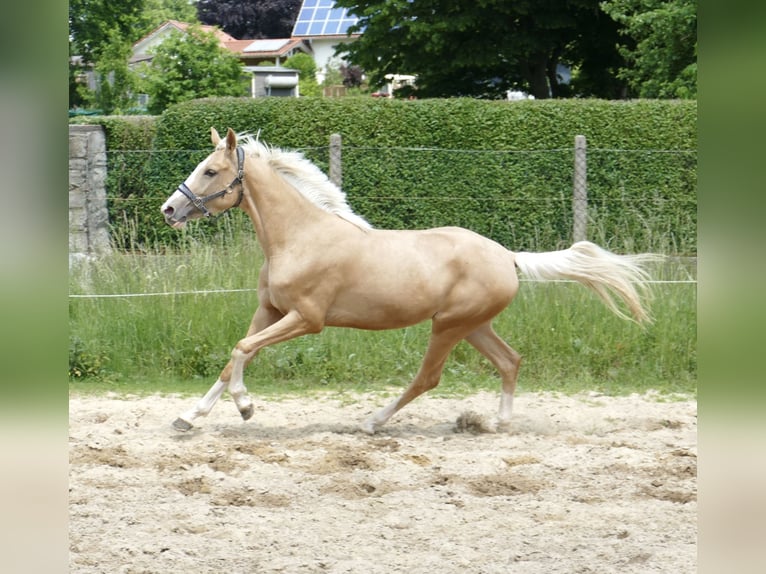 Inne konie gorącokrwiste Klacz 3 lat 162 cm Izabelowata in Borgentreich