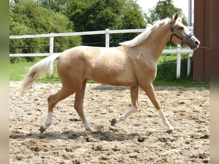Inne konie gorącokrwiste Klacz 3 lat 162 cm Izabelowata in Borgentreich