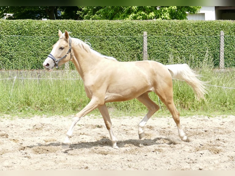 Inne konie gorącokrwiste Klacz 3 lat 162 cm Izabelowata in Borgentreich