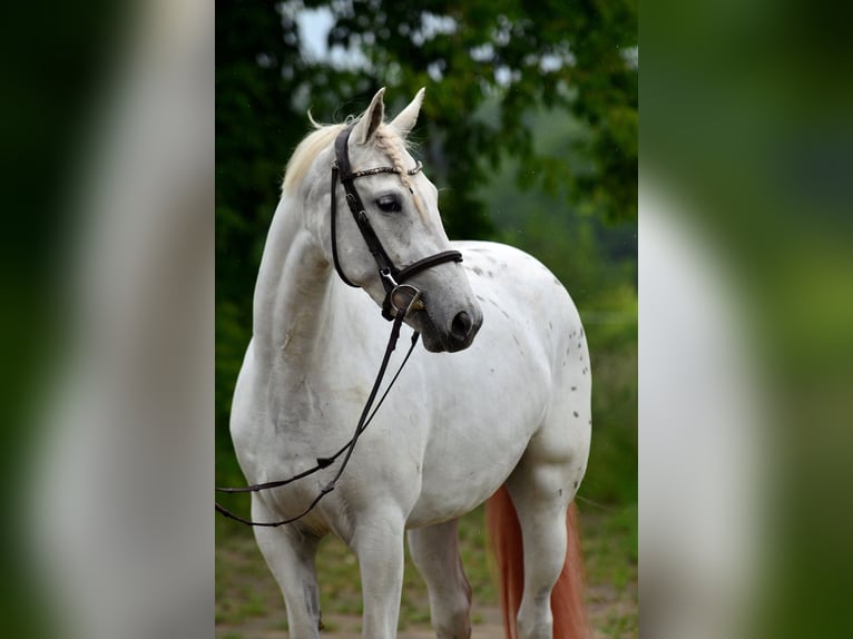 Inne konie gorącokrwiste Klacz 3 lat 163 cm Tarantowata in Siedleczek