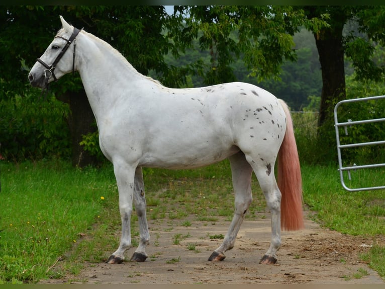 Inne konie gorącokrwiste Klacz 3 lat 163 cm Tarantowata in Siedleczek