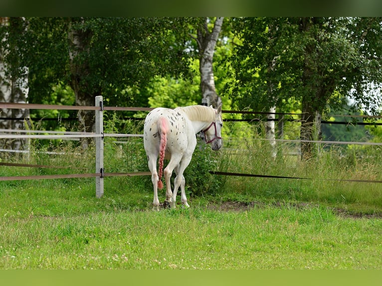 Inne konie gorącokrwiste Klacz 3 lat 163 cm Tarantowata in Siedleczek