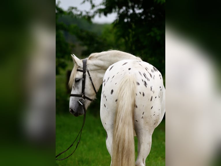 Inne konie gorącokrwiste Klacz 3 lat 163 cm Tarantowata in Siedleczek