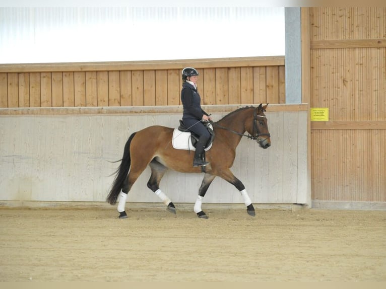 Inne konie gorącokrwiste Klacz 3 lat 164 cm Jasnogniada in Wellheim
