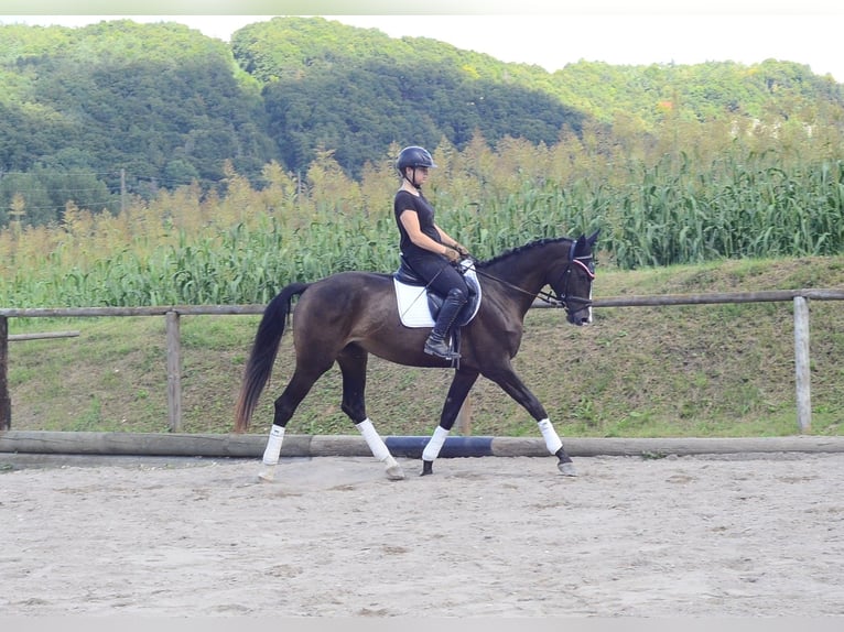 Inne konie gorącokrwiste Klacz 3 lat 164 cm Skarogniada in Wellheim