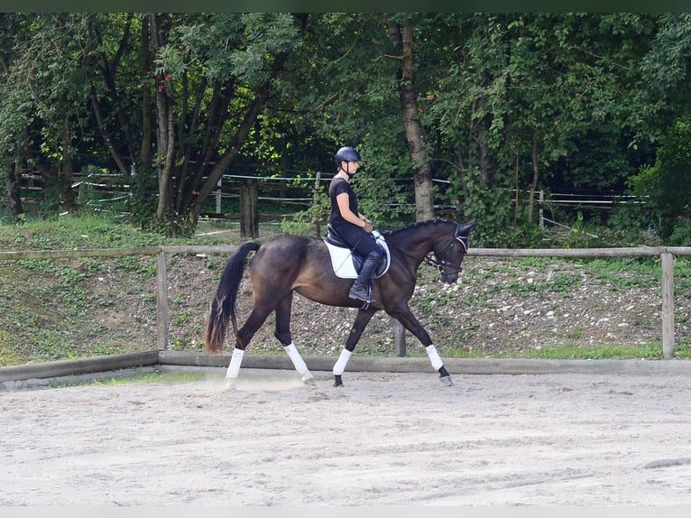 Inne konie gorącokrwiste Klacz 3 lat 164 cm Skarogniada in Wellheim