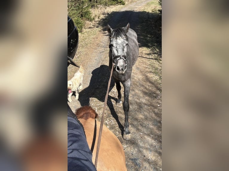 Inne konie gorącokrwiste Klacz 3 lat 165 cm Siwa jabłkowita in Geras