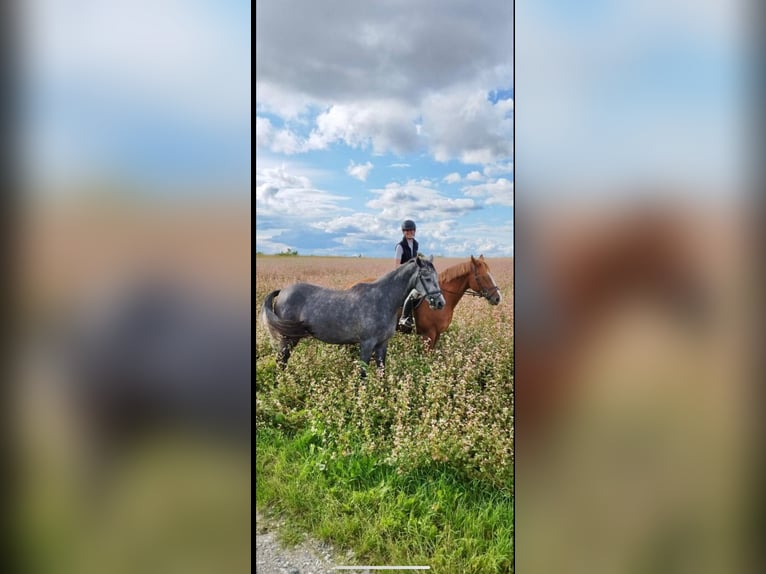 Inne konie gorącokrwiste Klacz 3 lat 165 cm Siwa jabłkowita in Geras