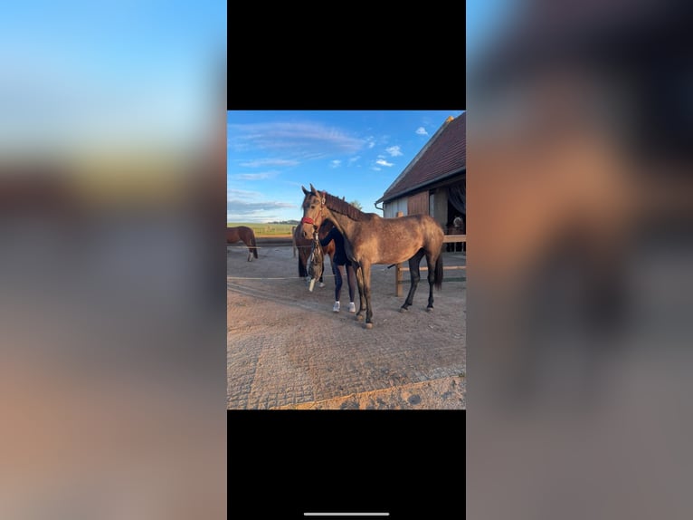 Inne konie gorącokrwiste Klacz 3 lat 165 cm Siwa jabłkowita in Geras