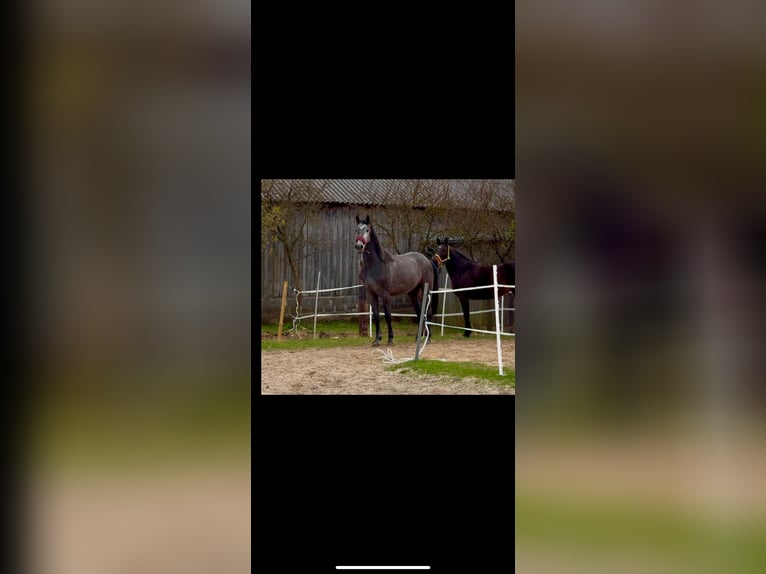 Inne konie gorącokrwiste Klacz 3 lat 165 cm Siwa jabłkowita in Geras