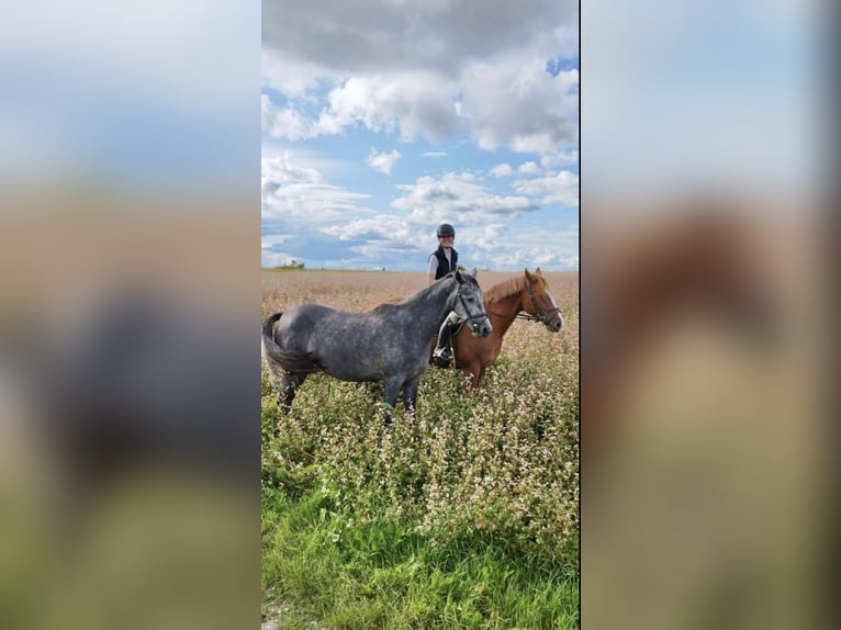 Inne konie gorącokrwiste Klacz 3 lat 165 cm Siwa jabłkowita in Geras