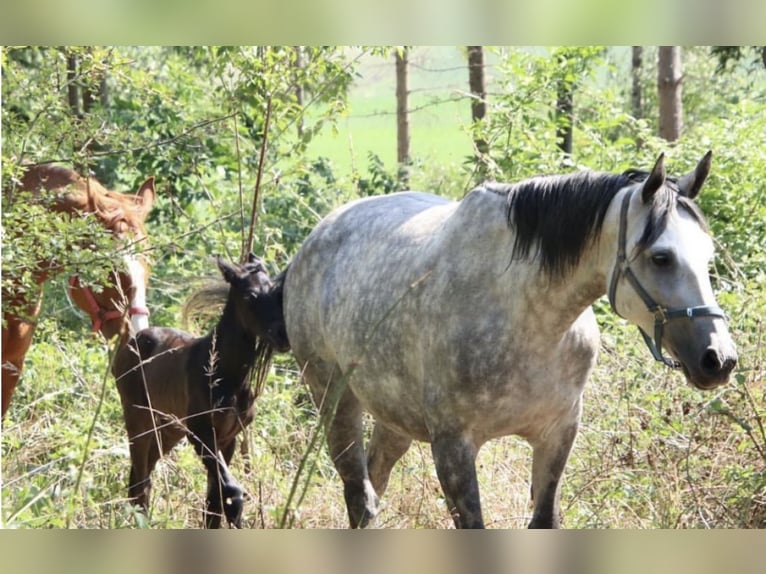 Inne konie gorącokrwiste Klacz 3 lat 165 cm Siwa jabłkowita in Geras