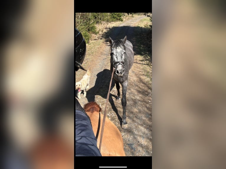 Inne konie gorącokrwiste Klacz 3 lat 165 cm Siwa jabłkowita in Geras