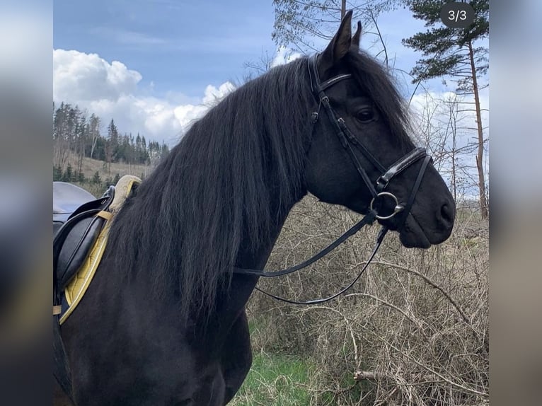 Inne konie gorącokrwiste Klacz 3 lat 165 cm Siwa jabłkowita in Geras