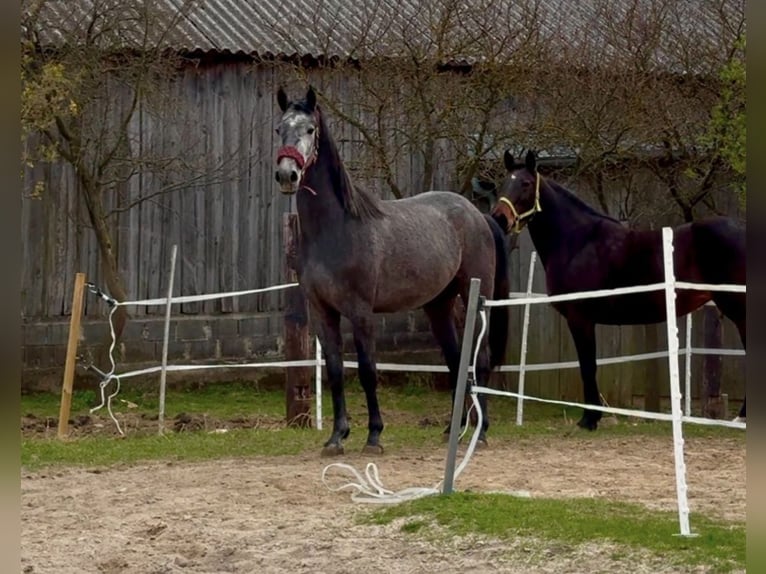 Inne konie gorącokrwiste Klacz 3 lat 165 cm Siwa jabłkowita in Geras