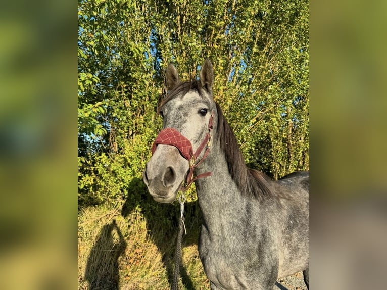 Inne konie gorącokrwiste Klacz 3 lat 165 cm Siwa jabłkowita in Geras