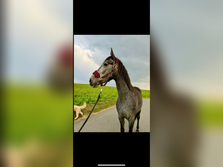 Inne konie gorącokrwiste Klacz 3 lat 165 cm Siwa jabłkowita in Geras