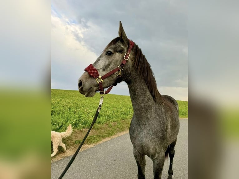 Inne konie gorącokrwiste Klacz 3 lat 165 cm Siwa jabłkowita in Geras