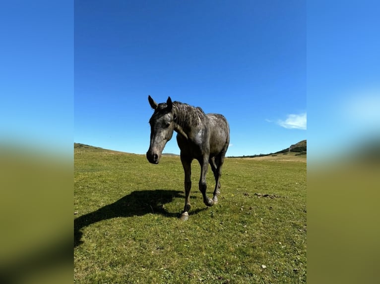 Inne konie gorącokrwiste Klacz 3 lat 165 cm Siwa jabłkowita in Geras