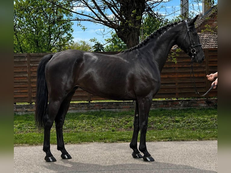 Inne konie gorącokrwiste Klacz 3 lat 167 cm Kara in Békéscsaba