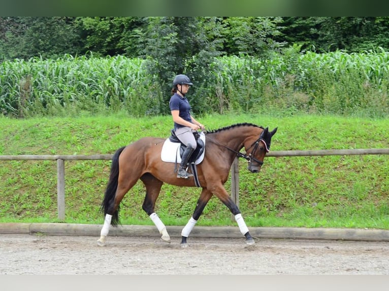 Inne konie gorącokrwiste Klacz 3 lat 168 cm Gniada in Wellheim
