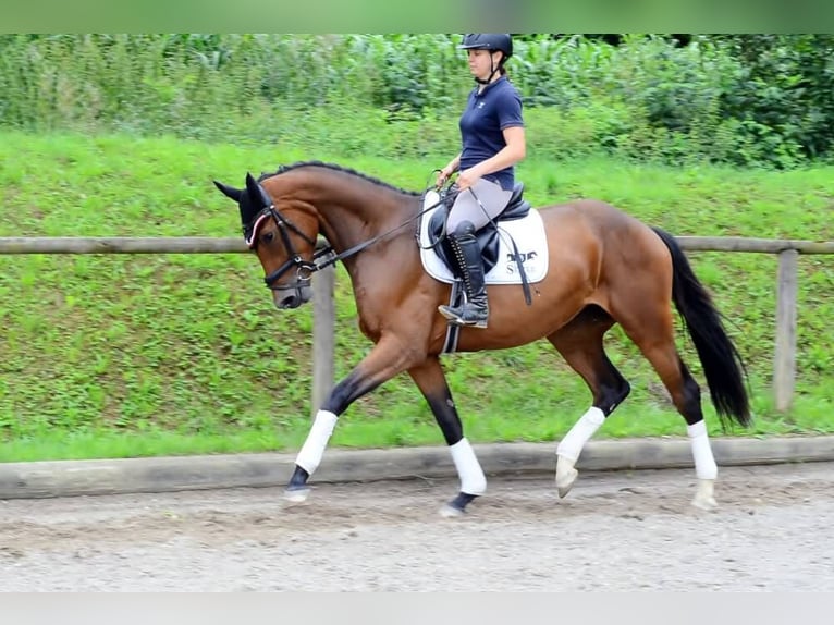 Inne konie gorącokrwiste Klacz 3 lat 168 cm Gniada in Wellheim
