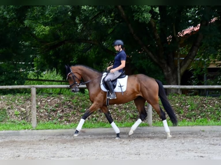 Inne konie gorącokrwiste Klacz 3 lat 168 cm Gniada in Wellheim
