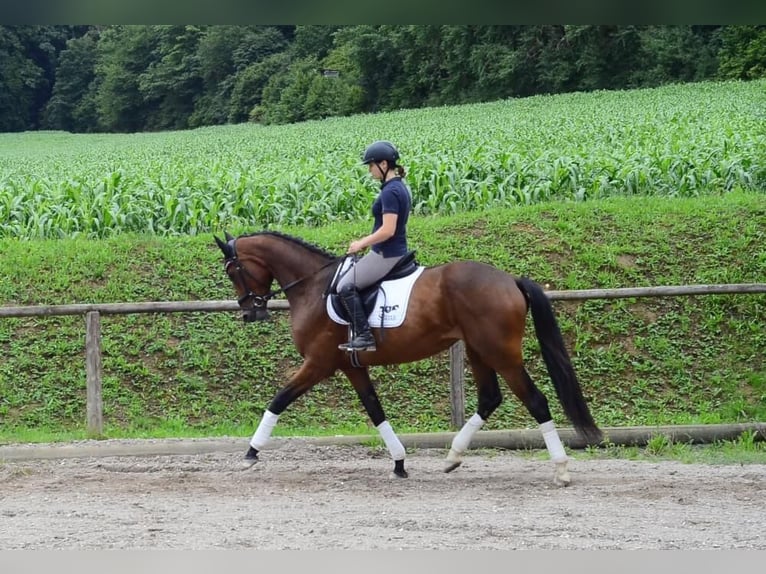 Inne konie gorącokrwiste Klacz 3 lat 168 cm Gniada in Wellheim