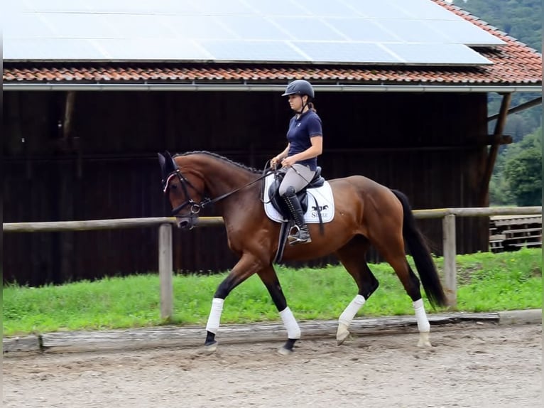 Inne konie gorącokrwiste Klacz 3 lat 168 cm Gniada in Wellheim